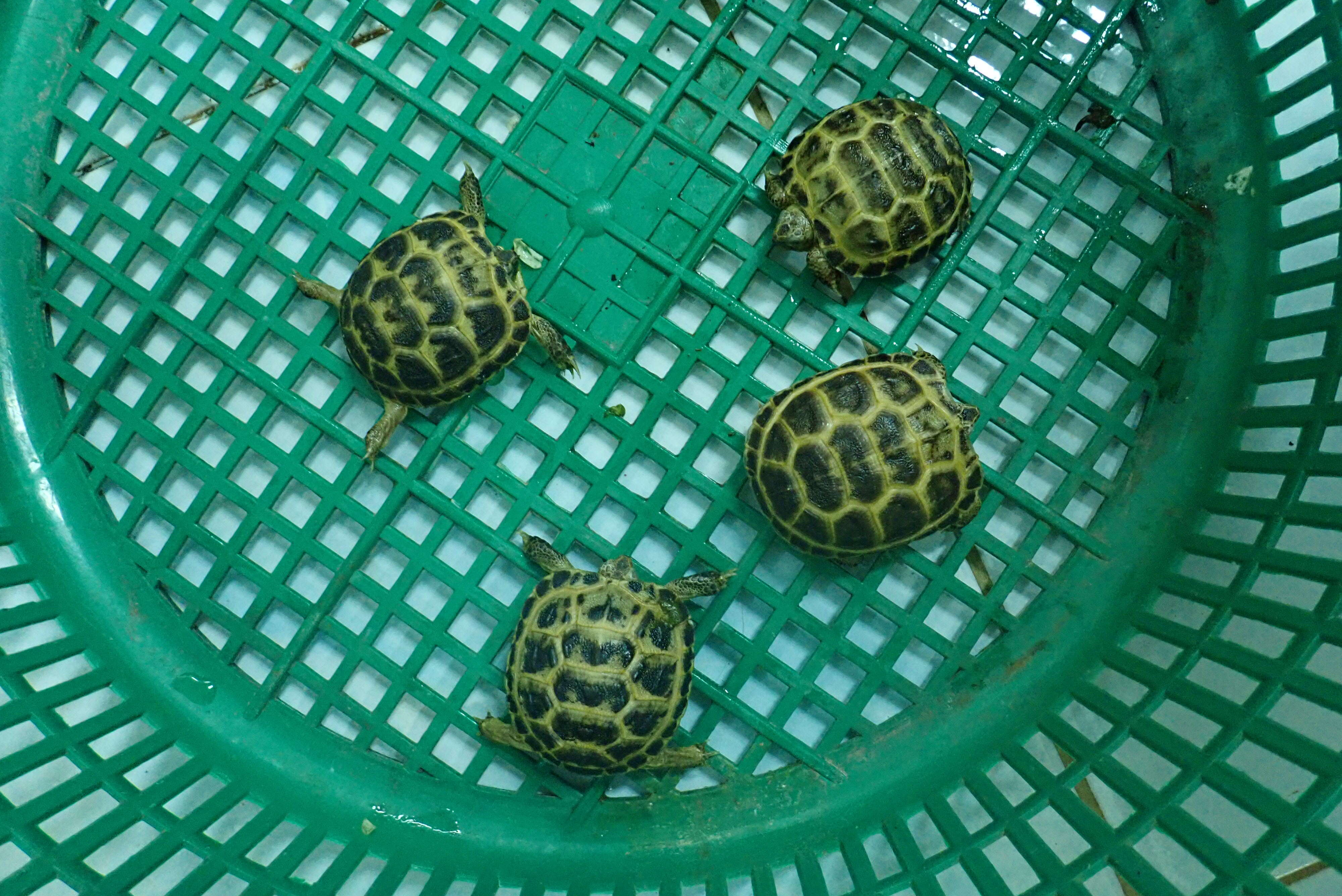 Rescued tortoises in crate