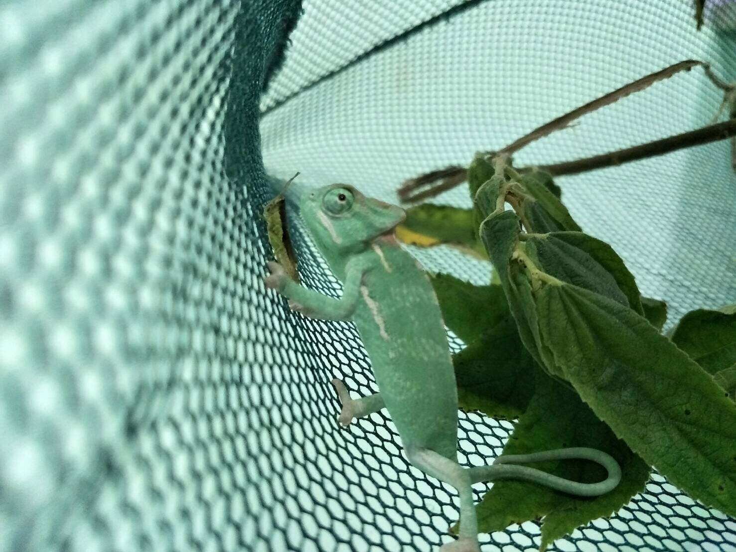 Rescued reptile in enclosure