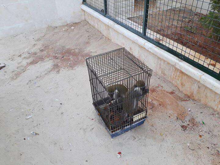 Monkeys in birdcage