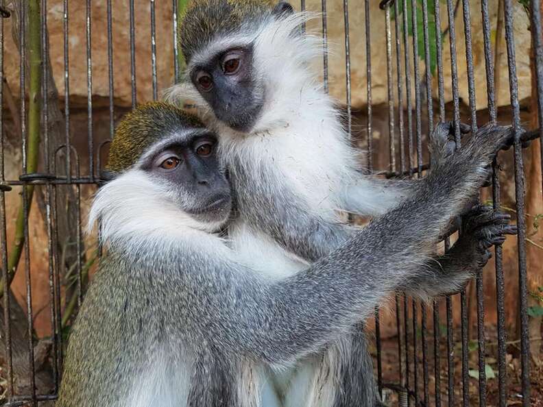 Rescued monkeys hugging