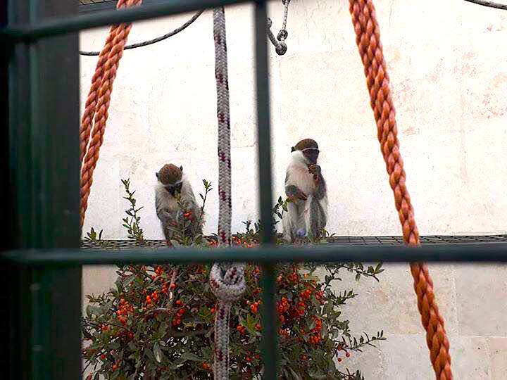 Monkeys in new home after rescue