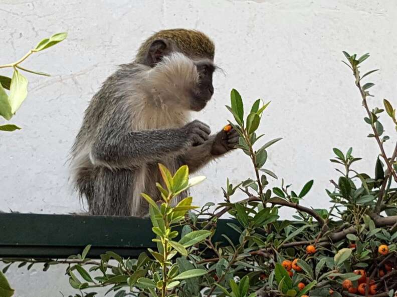 Rescued monkey in new enclosure with fruit