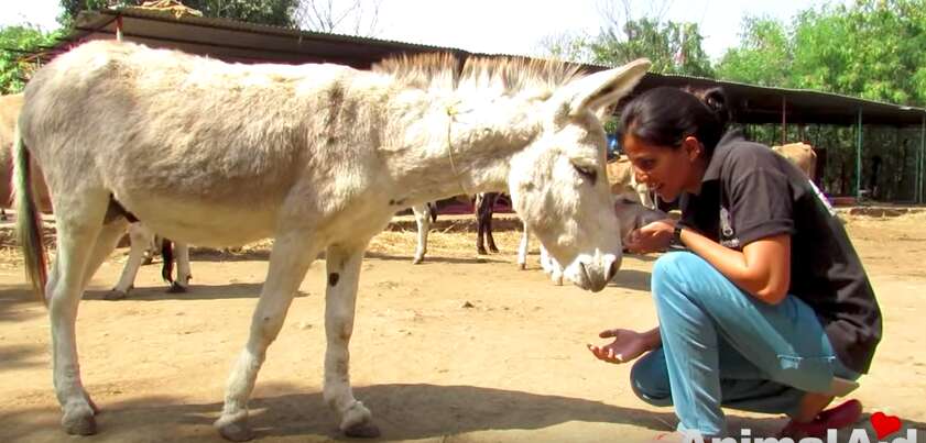 abused donkey rescued