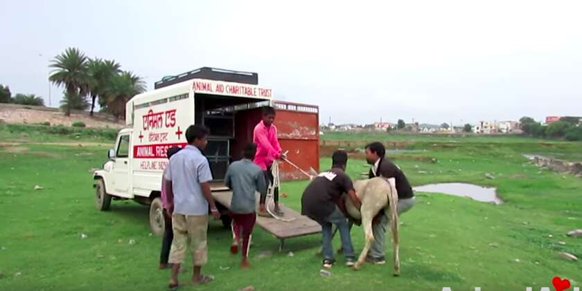 abused donkey rescued