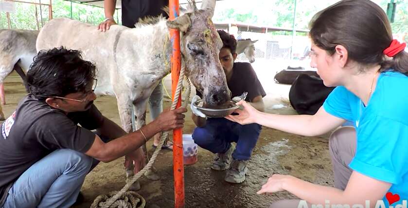 abused donkey rescued
