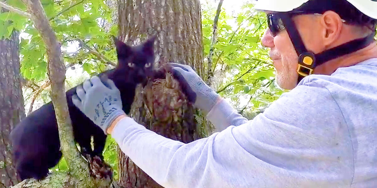 Amazing Man Has Dedicated His Life To Rescuing Cats From Trees Videos