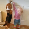 Little Girl Surprises Her Beagle With A New Puppy Sister