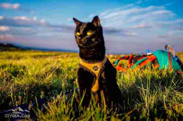 Adventure cat on camping trip