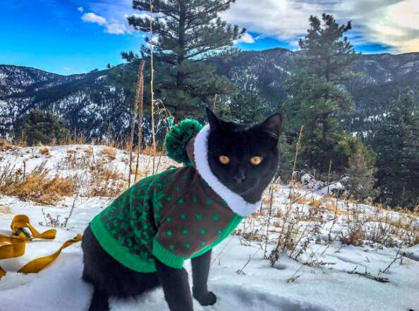 Cat in snowsuit