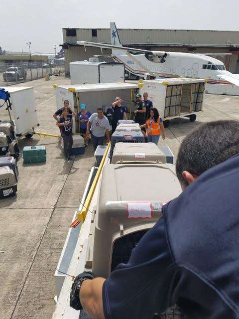 Dog kennels being loaded onto a plane