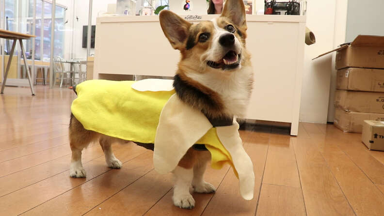 Funny Dog Costumes: 8 Picks Sure To Slay This Halloween - DodoWell - The  Dodo