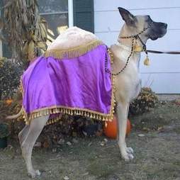 handmaid's tale halloween costume dog