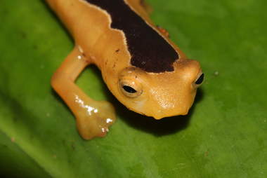 Jackson's climbing salamander