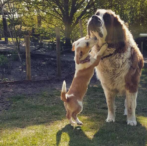 Little dog standing up to kiss big dog