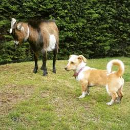 A little dog watching a donkey