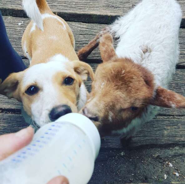 Goat and little dog sharing a bottle of milk