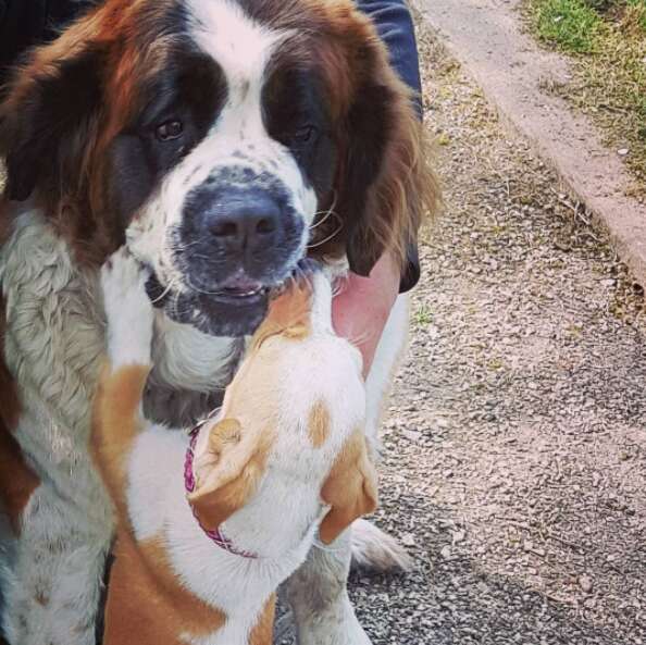 Little dog kissing large Saint Bernard dog