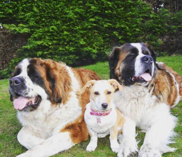 Tiny rescue dog sitting between two Saint Bernard dogs