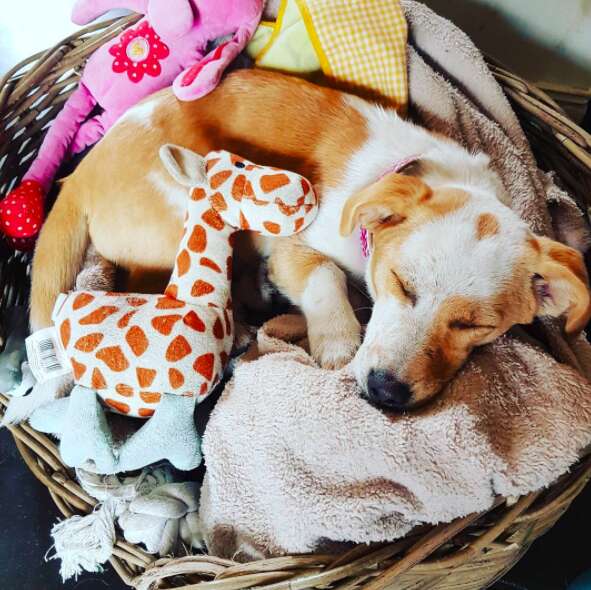 Little dog sleeping in basket with stuffed giraffe