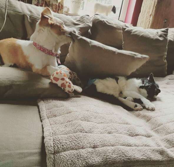 Dog and cat sharing a couch
