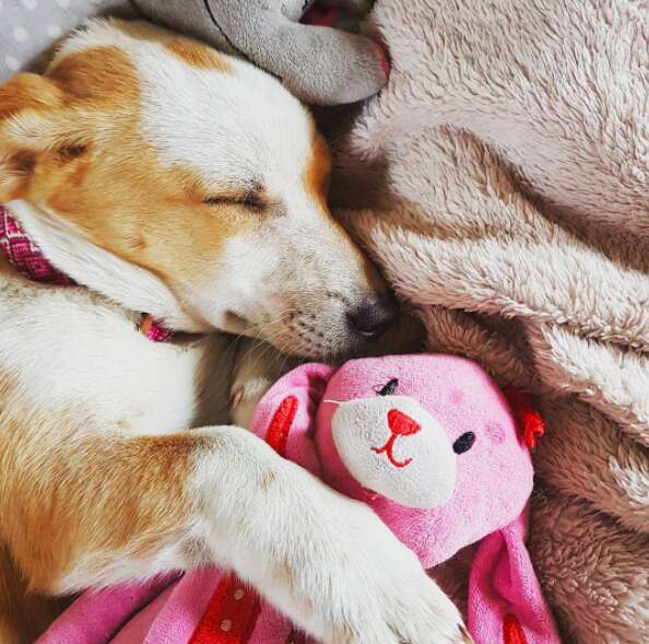 Dog snuggling with stuffed animal