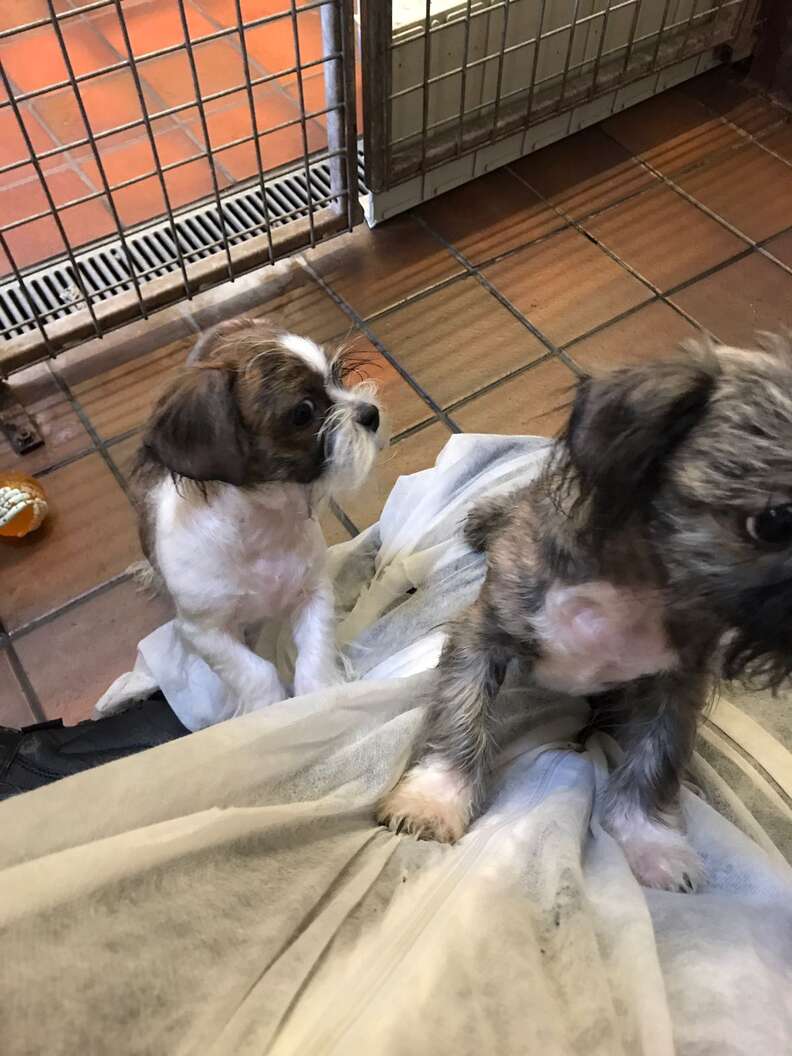 brother and sister puppies play at RSPCA