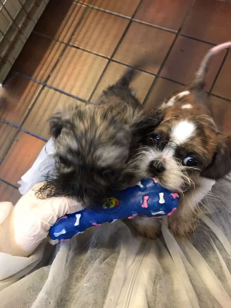 Puppies Perdy and Pippin play with chew toy