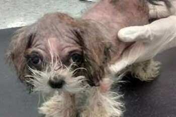 Pippin the Lhasa apso puppy after he was found in Bradford garden