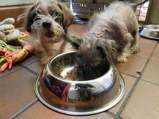 Lhasa apso puppies Perdy and Pippin eat at the RSPCA care clinic 