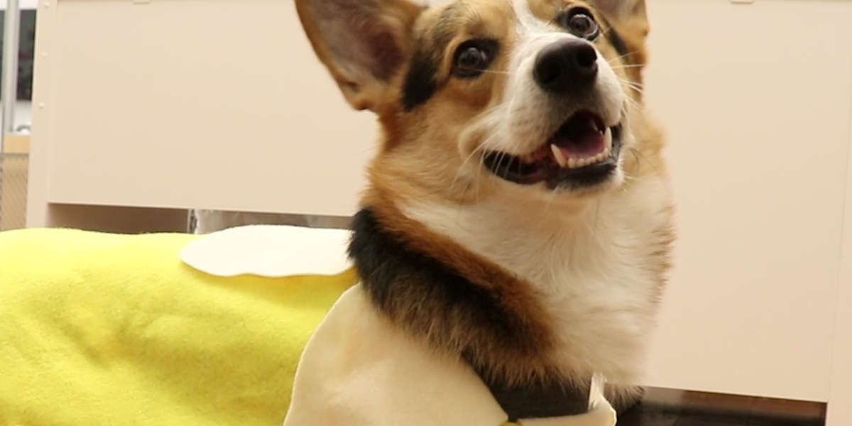 Cute AND Comfy DIY Banana Costume for Dogs Videos The Dodo