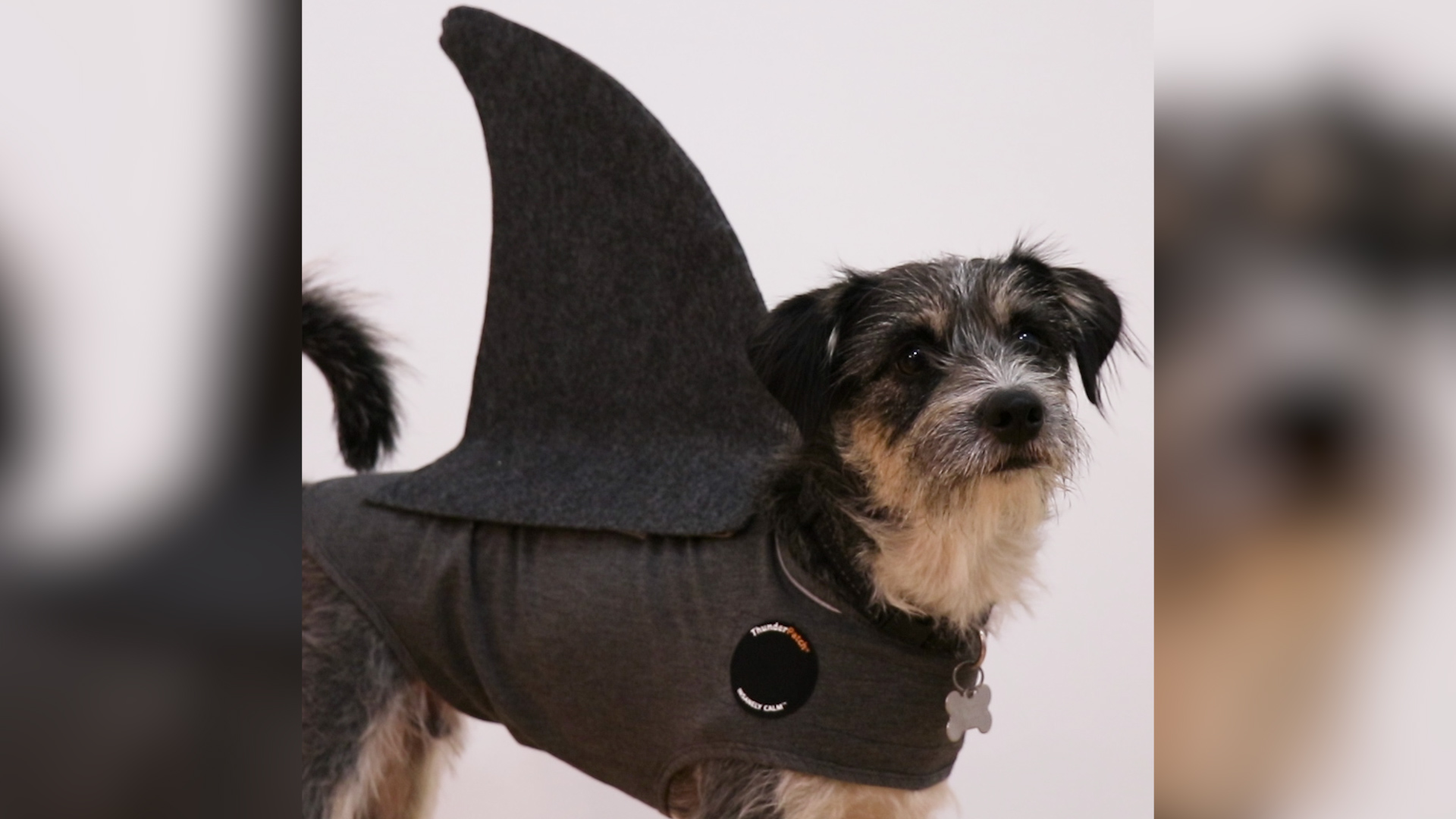 Last Minute Halloween Costume  DIY Shark Costume for the Family