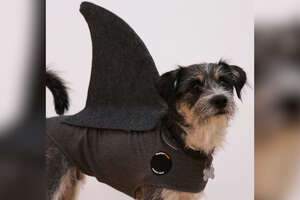Last Minute Shark Costume for Dogs
