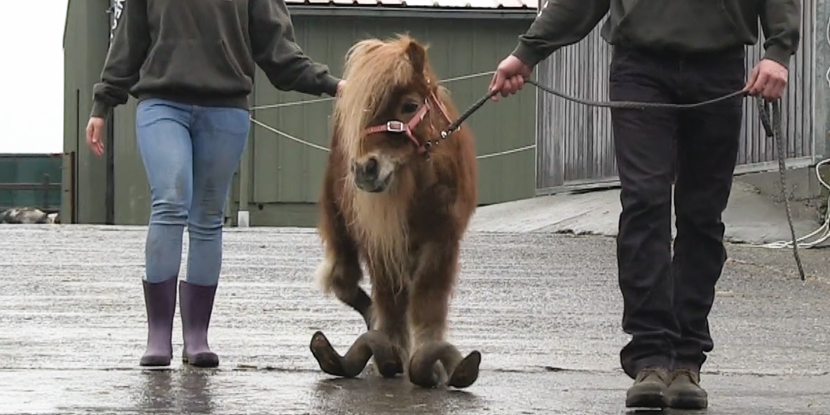 Neglected Pony Is Totally Transformed By A Little Love - Videos - The Dodo