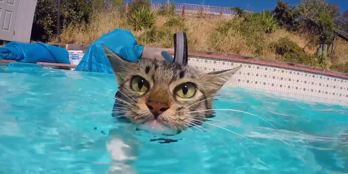 This Little Kitten Was Adopted By A Husky - Videos - The Dodo