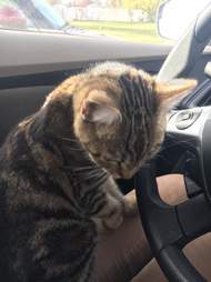 Stray cat in Salt Lake City climbs into woman's car