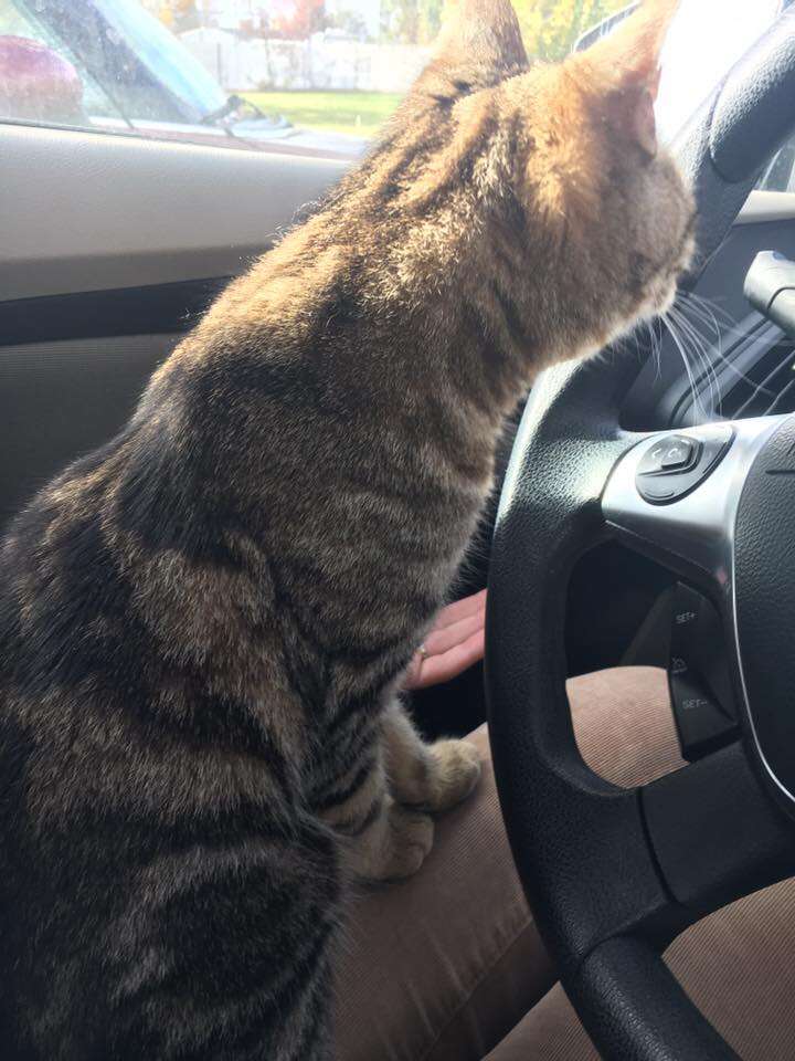 Stray cat in Salt Lake City climbs into woman's car and sits on lap