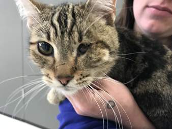 Stray cat in Salt Lake City who climbed into woman's car
