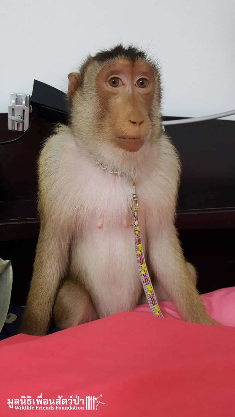 Macaque bought as pet over Facebook in Thailand