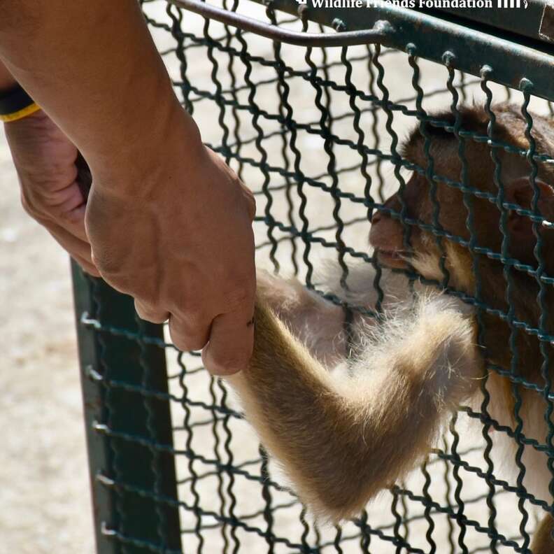 Pet macaque holding hand of rescuer in Thailand