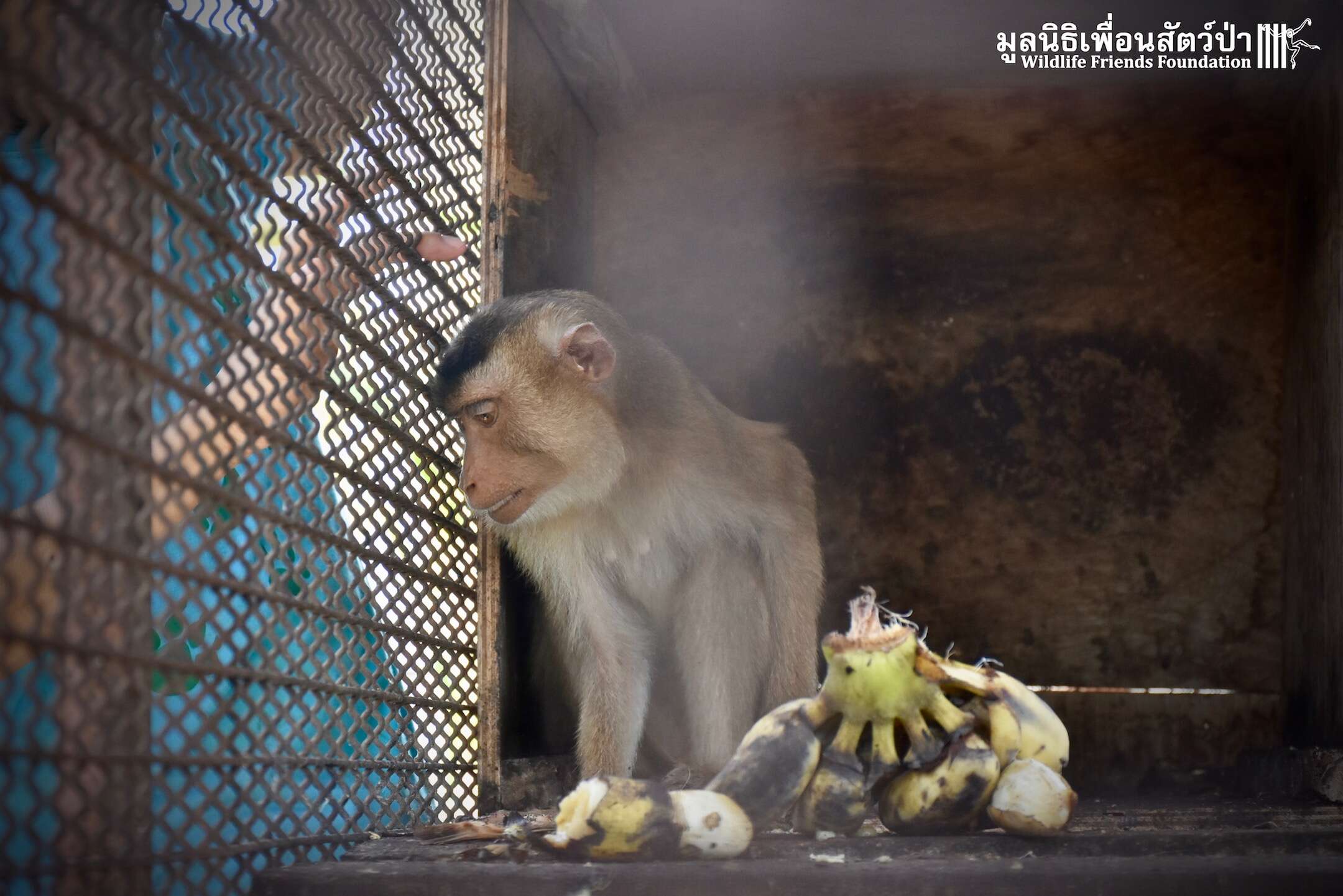 Pet macaque in Thailand before rescue