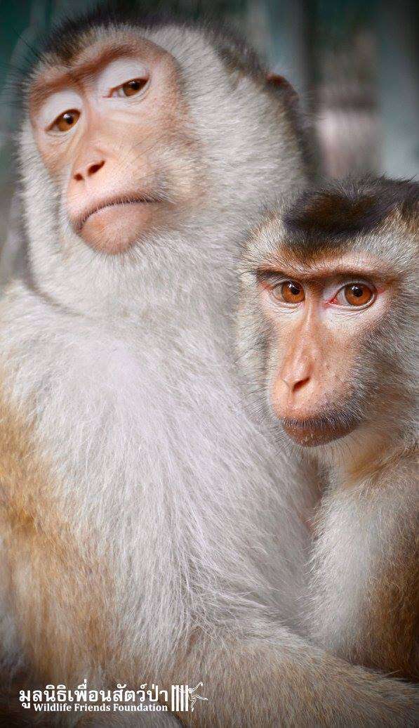Rescued macaque BFFs at Thailand sanctuary
