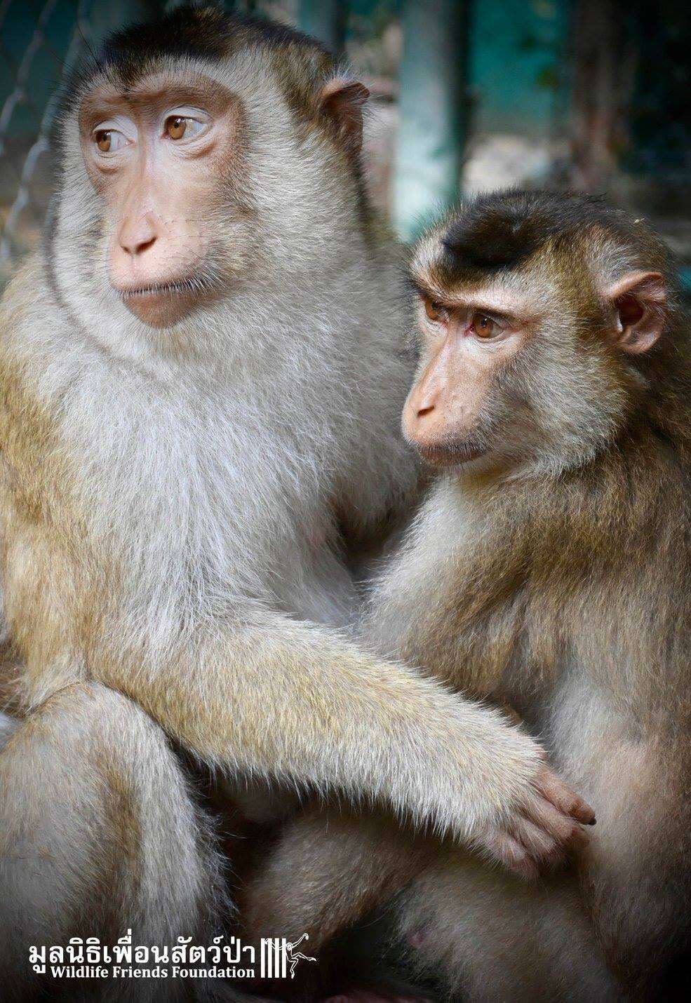 Rescued macaque BFFs at Thailand sanctuary
