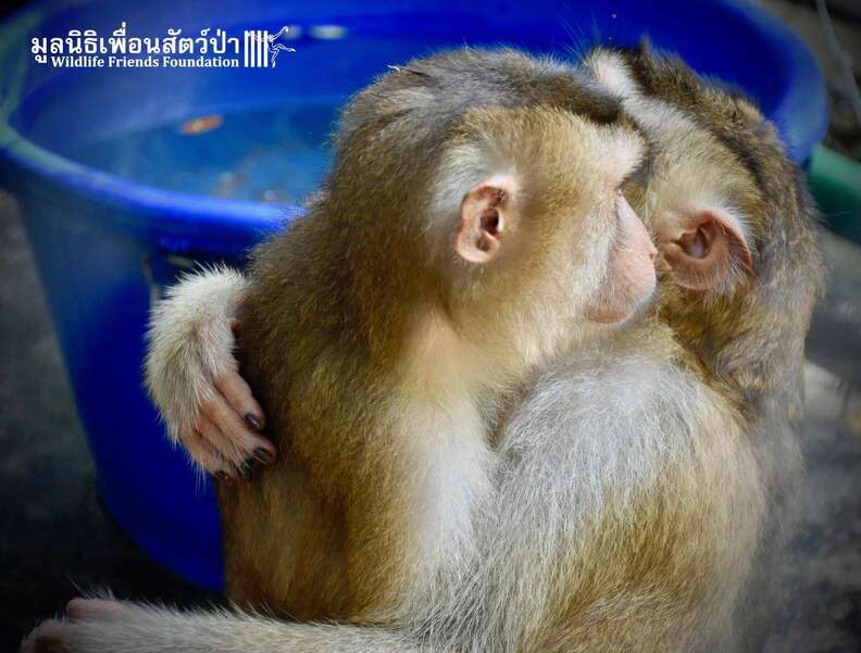 Rescued macaque BFFs hug at Thailand sanctuary