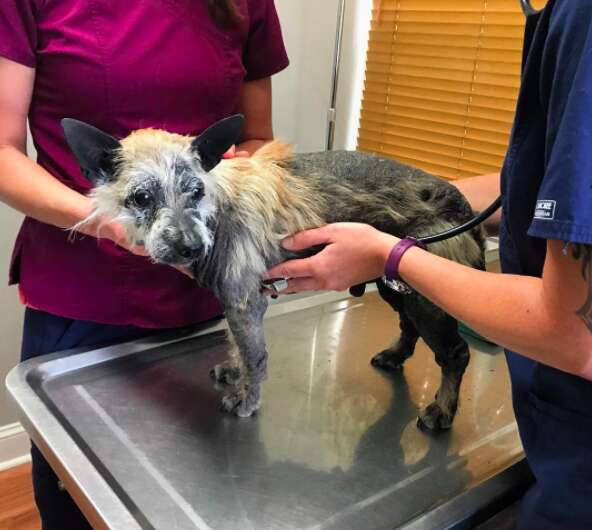 Rescue dog being examined at vet