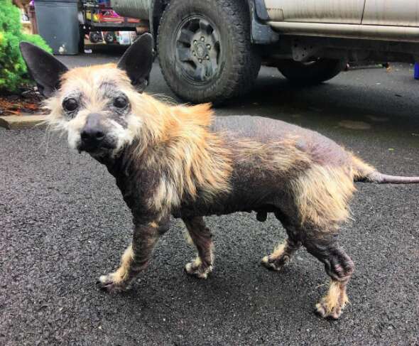 Rescue dog with missing fur on road