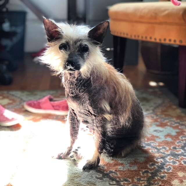 Hairless rescue dog sitting on carpet