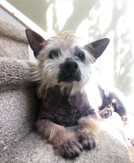 Hairless rescue dog sitting on steps