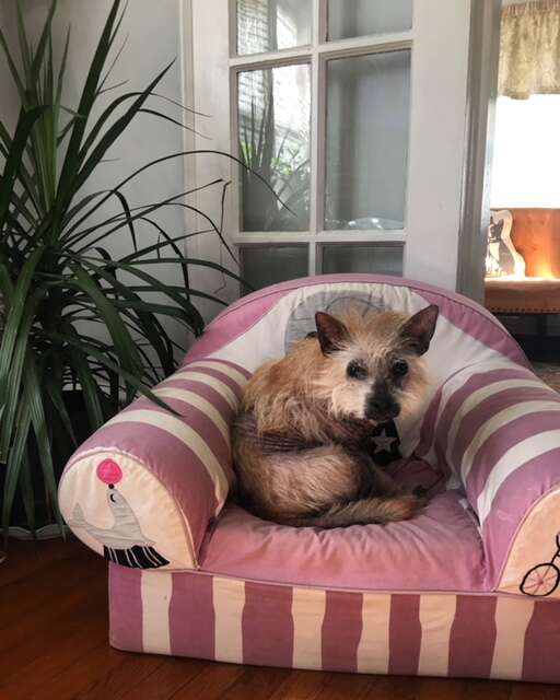 Dog resting on pink cushiony chair