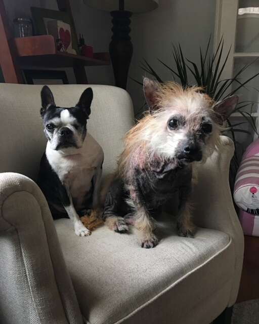 Two terrier rescue dogs sharing a chair