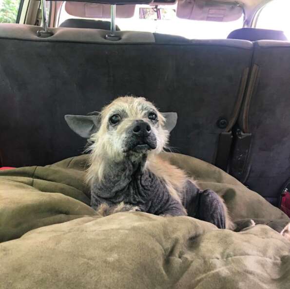 Rescue dog with missing fur inside car
